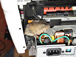 mouse2 mouse2